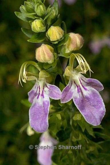 teucrium bicolor 1 graphic